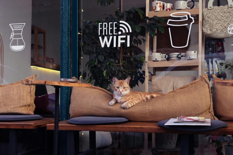 Exploring the Feline Charm: 11 Affordable Cat Cafes in Singapore
